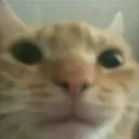 cat_looking