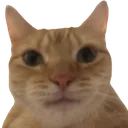 cat_euuh