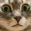 cat_afraid