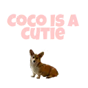 cococutie