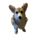 CocoPuff