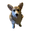 coco