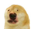 dug