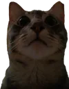 tobias tobias