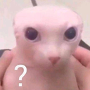 Bingus_Wut Discord emoji