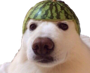 watermelon_dog Discord emoji