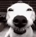 crazydog