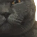 glarecat4