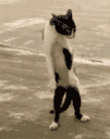 EN_catgrr Discord emoji