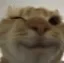 Catwink catwink Discord Emoji