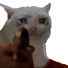 catgun