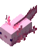 Axolotl