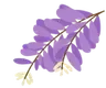 wisteria1