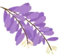 wisteria2 wisteria2