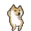 DanceDoge