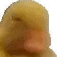 stwhelping_duckno