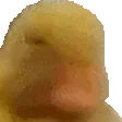 stwhelping_duckno