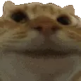 catNoddersyes