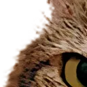 cat11