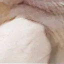 cat32