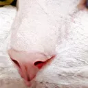 cat22