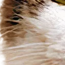 cat21