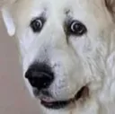 scaredpup