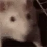 ratwiggle ratwiggle