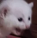 AAAA