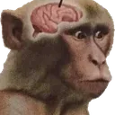 neuronactivation neuronactivation