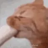 kittygnaw