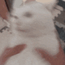 cattoshake