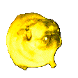 PR_Party_Dog