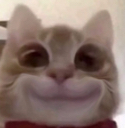 EN_catsmile Discord emoji