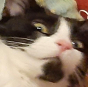 weirdcat Discord emoji