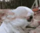 dogconfused