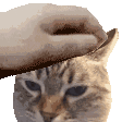 Cat Pet Discord Emoji