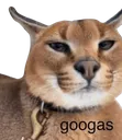 floppagoogas
