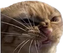 scrungecat