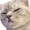 squintcat
