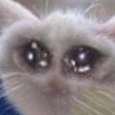 despaircat
