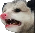 ewpossum
