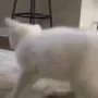 catShake