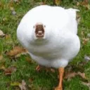 ducks