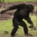 monkeyDANCE monkeyDANCE