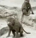 monkeyBACKFLIP monkeyBACKFLIP