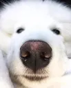 cutedoggo cutedoggo