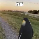 Pain