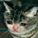 sadcat