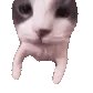 catKISS